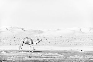Eenzame kameel. van Ron van der Stappen