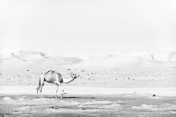 Lone camel. by Ron van der Stappen