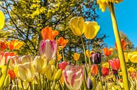 Kleurrijk veld met tulpen von Stedom Fotografie Miniaturansicht
