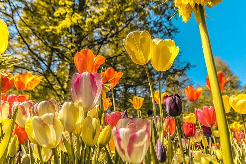 Kleurrijk veld met tulpen von Stedom Fotografie