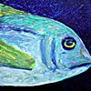 Fisch von Andrea Meyer