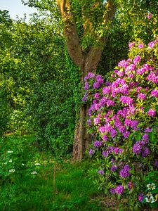 flower garden by snippephotography