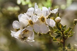 Pearl bush by Rob Boon