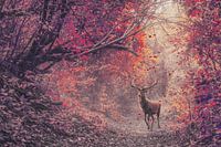 Majestueus Hert in Betoverend Rood Woud - Adembenemende Herfstfoto voor Interieur