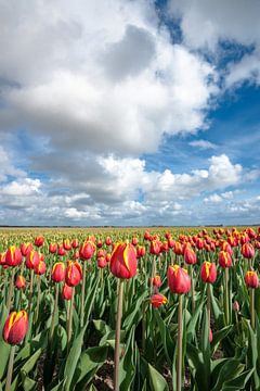 Fris gekleurde tulpenveld in de Lente