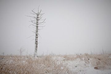 Winter fun on the High Fens by Jim De Sitter