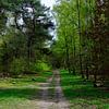 À travers une forêt printanière sur Gerard de Zwaan