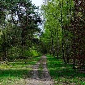 À travers une forêt printanière sur Gerard de Zwaan