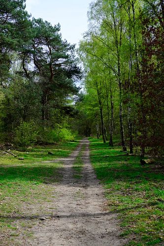 Door een lente achtige bos