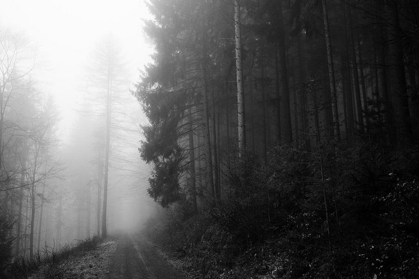 Black forest in the fog I von Vincent Bornbaum