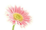 Gerbera von Tanja van Beuningen Miniaturansicht