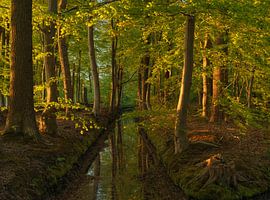 Sonnenaufgang im Sterrenbos – Vosbergen – Eelde – Drenthe (Niederlande) von Marcel Kerdijk