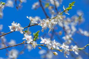 Blüte in der Blüte!