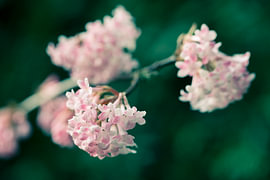 Rosa Schneeballblüte