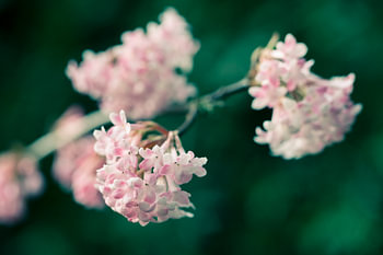Rosa Schneeballblüte