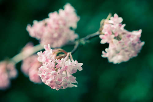 Rosa Schneeballblüte