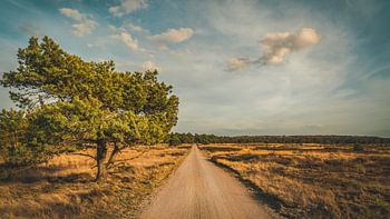 The Loo Royal Estate
