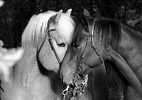 2 paardenkoppen zeer dicht bij zwart wit