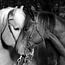 Haflinger