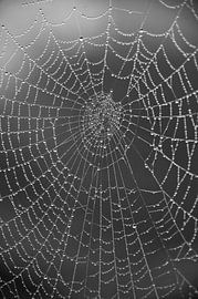 Pearls of Mother Nature by Marije Zuidweg