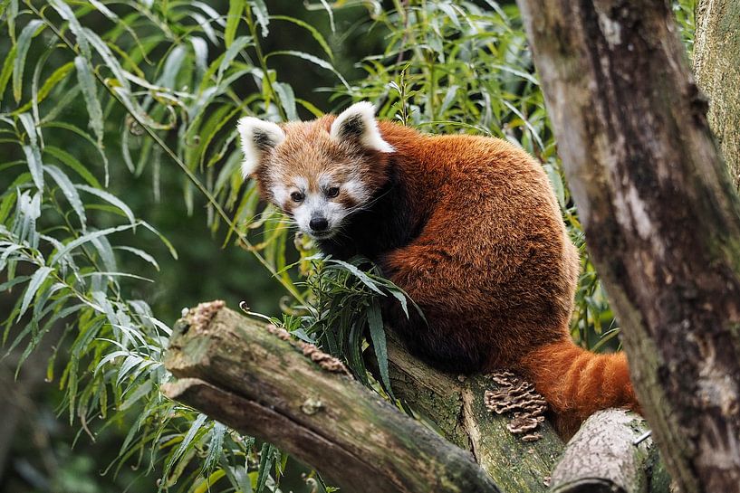 The Red Panda , Red Panda or Cat Bear by Loek Lobel