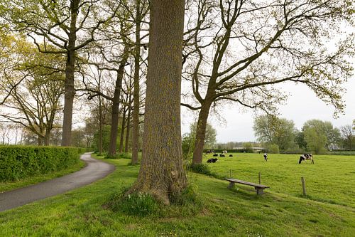 Het fietspad langs de Kromme Rijn bij Rhijnauwen