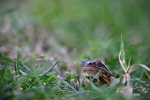 Frosch im Gras