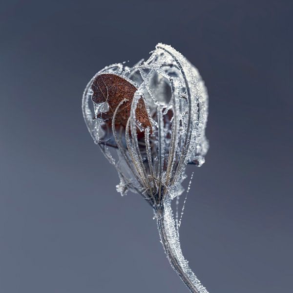 Nature's jewel by Anouschka Hendriks