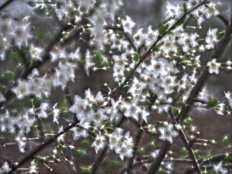 Kirlian fleuri par Edgar Schermaul