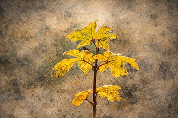 Abstract flower photo 3