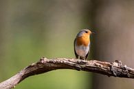Rotkelchen, Bird, Vogel, Robbin von Marjolein van der Mey Miniaturansicht