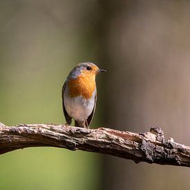 Rotkelchen, Bird, Vogel, Robbin von Marjolein van der Mey