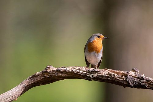 Rouge-gorge, Bird, Vogel, Robbin