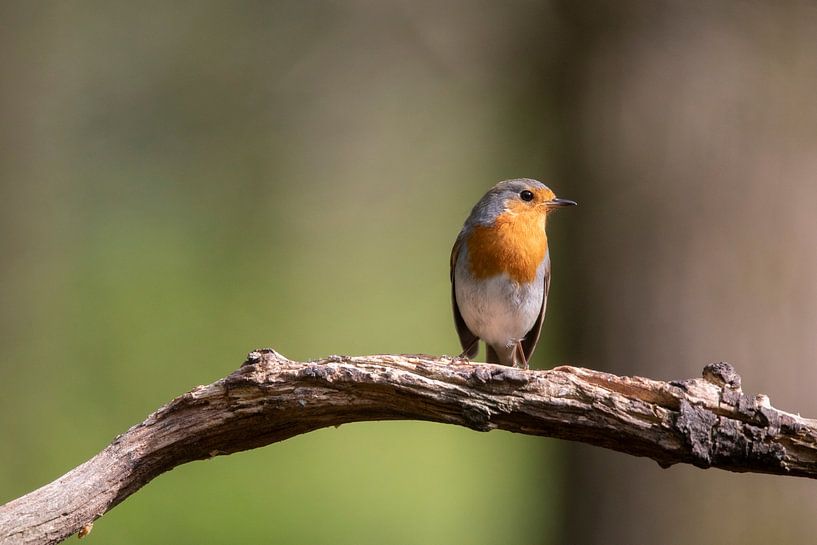 Rotkelchen, Bird, Vogel, Robbin von Marjolein van der Mey