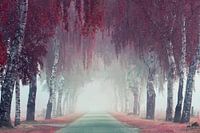 Pink Birch Cathedral