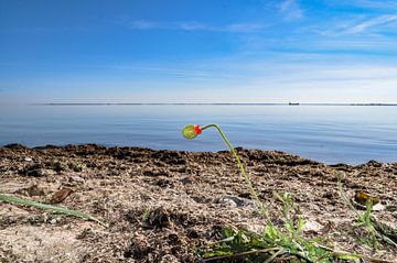 Mohnblume, Knospe,  Strand am Gelben Ufer,  Zudar
