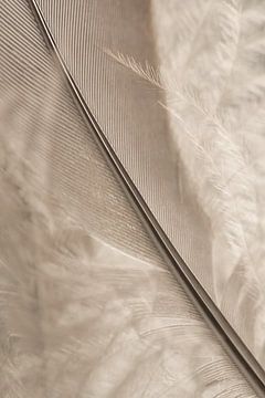 Natürliche Schönheit: leicht wie eine Feder von Marjolijn van den Berg