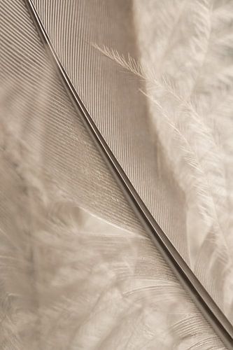 Natuurlijke schoonheid: Zo licht als een veertje van Marjolijn van den Berg