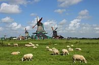 Molens met schapen van Antwan Janssen thumbnail