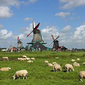 Mühlen mit Schafen von Antwan Janssen