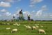 Molens met schapen van Antwan Janssen