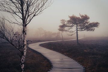 Black moor