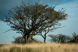 Baum im Stillleben von Gaby Kuipers