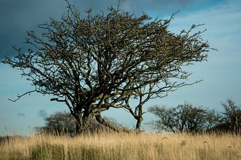 Baum im Stillleben