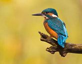 Eisvogel von Patrick Scholten Miniaturansicht