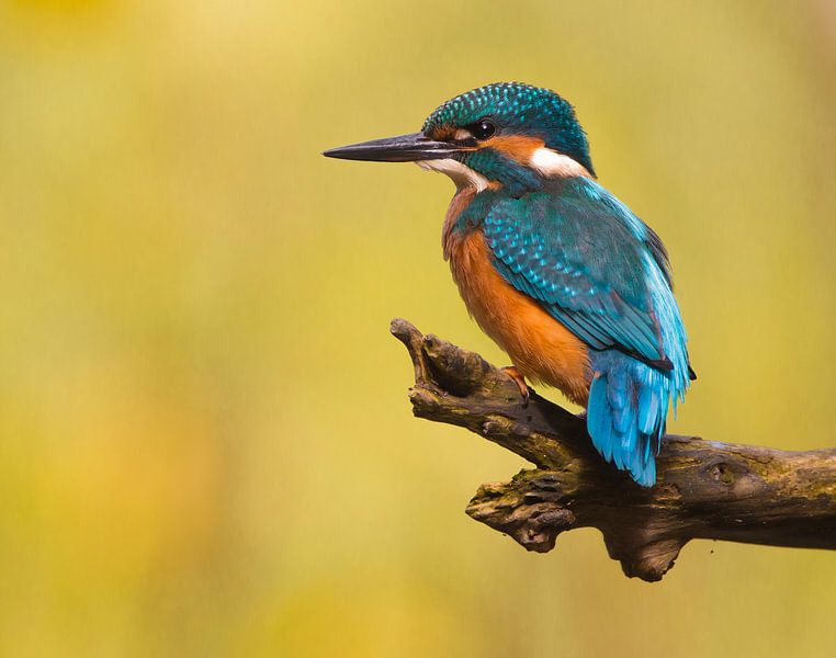 Eisvogel von Patrick Scholten