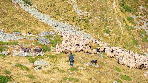 Schaapsherder met kudde en honden in bergen van Roemenië