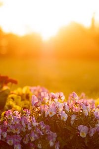 Fleurs en contre-jour au lac de Constance