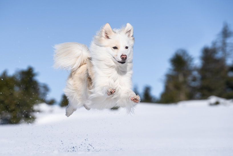 Djarfur (6) par Monika Scheurer