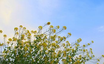 Gele bloemen met blauwe lucht